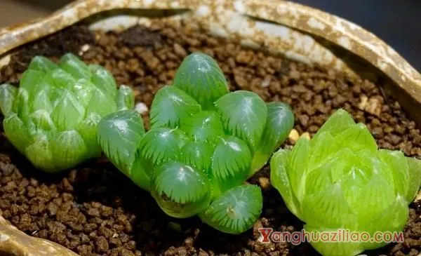 多肉植物玉露怎么养 玉露的养殖方法与注意事项