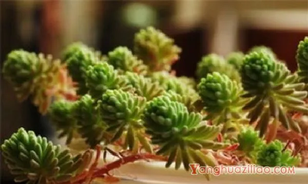 星美人有哪些杂交品种，详解6种星美人杂交品种