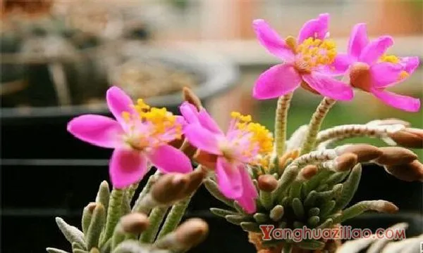 白花韧锦病虫害及防治方法，炭疽病播种前喷洒克菌丹