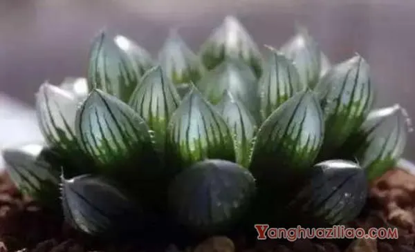 多肉植物玉露怎么养 玉露的养殖方法与注意事项