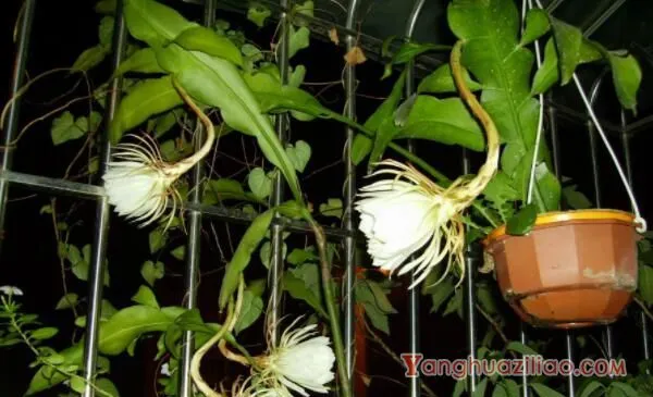 昙花抽杆子了怎么养