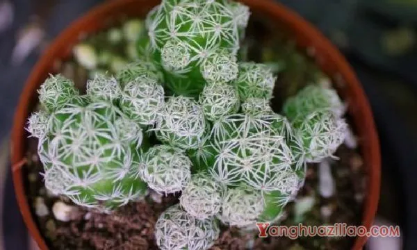 多肉白鸟怎么施肥,春秋施加腐熟饼肥