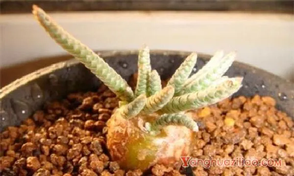 白花韧锦不开花怎么办，更换盆土补充光照