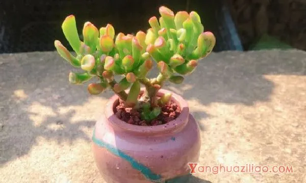 多肉长了白色的小虫子怎么办