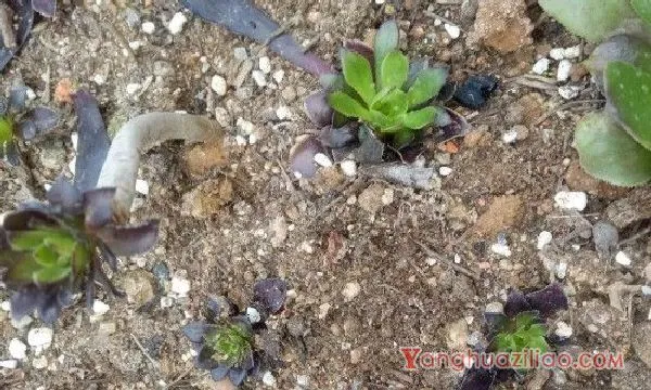 法师叶插繁殖方法