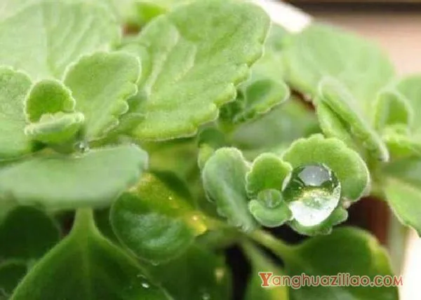 碰碰香烂根处理方法,老农总结两种最简单有效措施(轻度与重度)