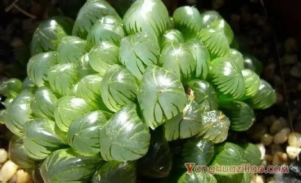 多肉植物玉露怎么养 玉露的养殖方法与注意事项