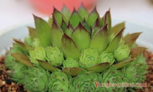 观音莲夏天的养殖方法和注意事项