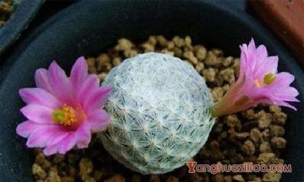 多肉白鸟怎么施肥,春秋施加腐熟饼肥