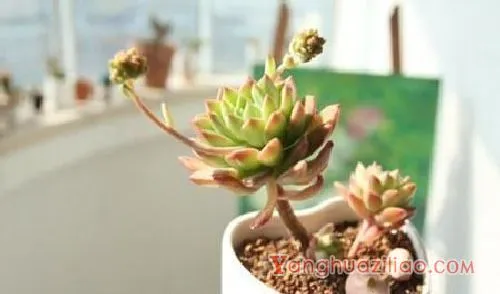 种植多肉植物用什么土