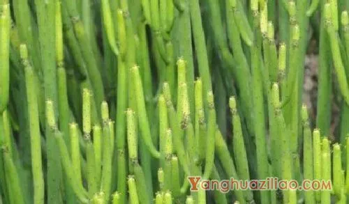 哪些多肉有毒不能养？麒麟掌，光棍树