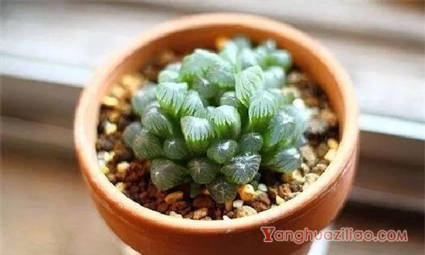 冰灯玉露的花语和传说，冰清玉洁像单纯的姑凉