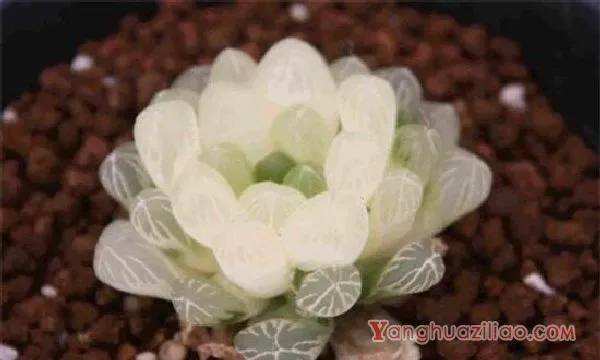 最贵的冰灯玉露130万，普货玉露10～30元/出锦后价格增百倍