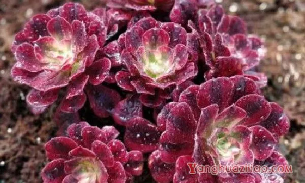 法师杆子黑腐的原因