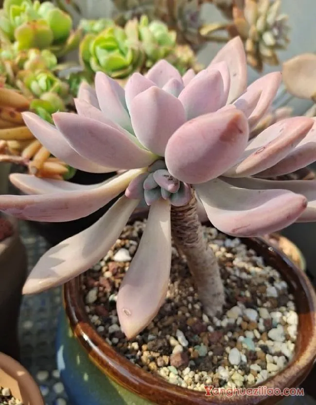 露台养多肉，你准备好了吗？