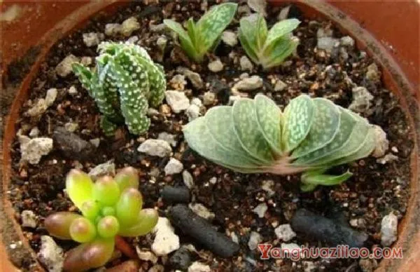 多肉植物子宝怎么养，五步教会你养殖子宝