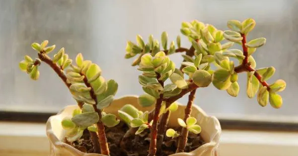 雅乐之舞怎么养成粉色,掌握以下要点是关键