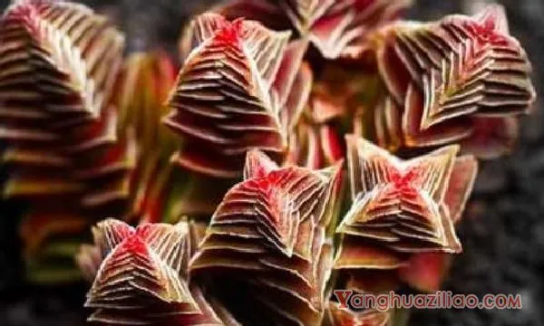 茜之塔叶子发黑可能是黒腐病 茜之塔多肉养护注意事项