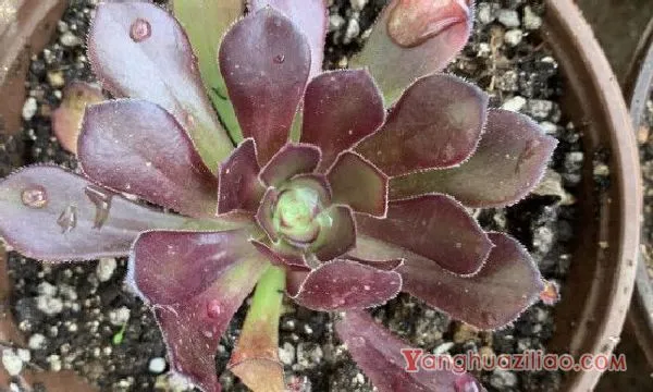 法师叶插繁殖方法