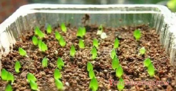 如何养多肉植物，多肉的养护技巧与繁殖方法