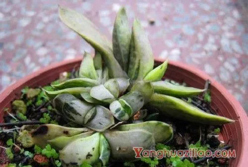 子宝图片大全！子宝，可爱又迷人的多肉植物! 第3张