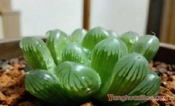 姬玉露和宫灯玉露的区别，宫灯玉露头更大/姬玉露更紧凑