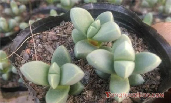 鹿角海棠怎么浇水