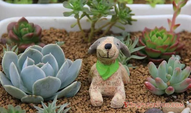 多肉植物用什么土最好