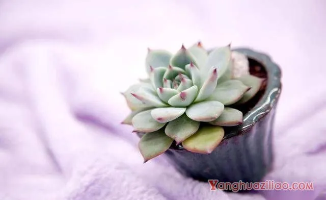 给多肉施肥需要掌握好方法和频率