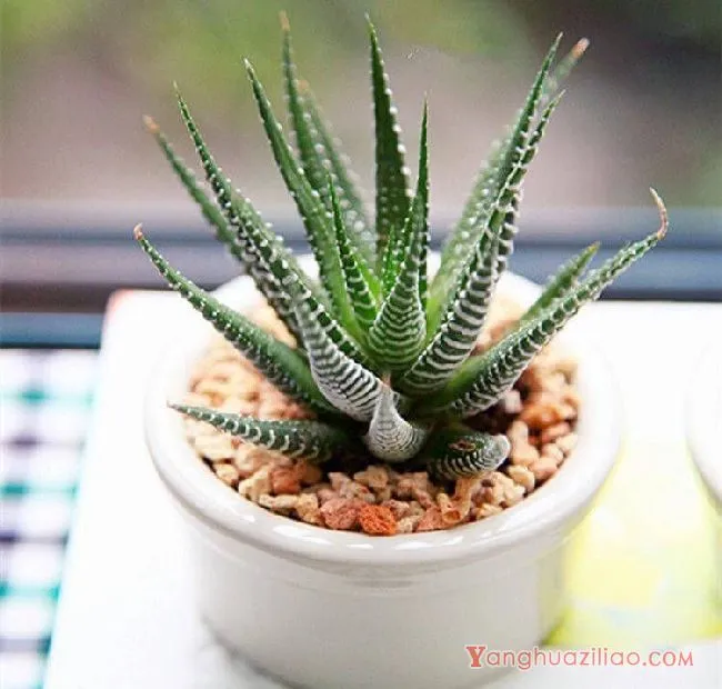 养植多肉植物条纹十二卷，有什么好方法么？具体该注意些什么？ 第3张