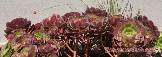 法师杆子黑腐的原因