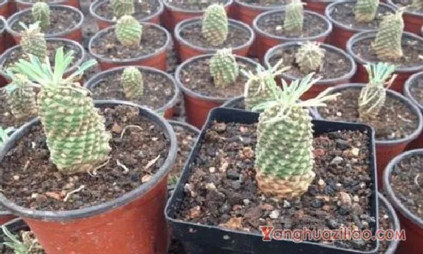 铁甲麒麟为什么贵