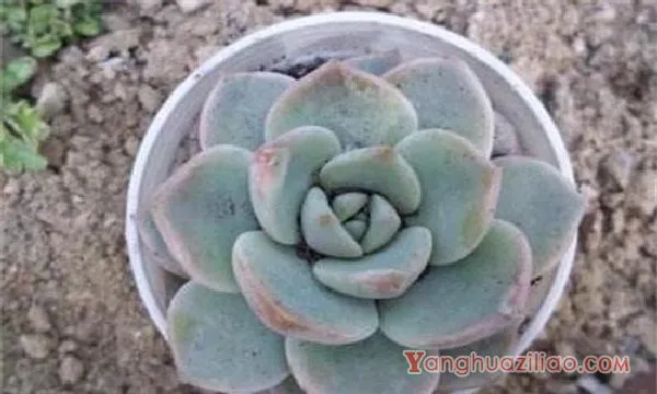 多肉白牡丹夏季养护方法大全，防晒降温养护