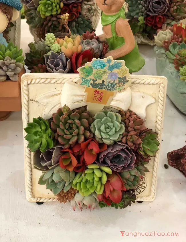 多肉植物怎么栽种