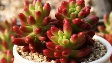 多肉冻伤后怎么处理方法总结