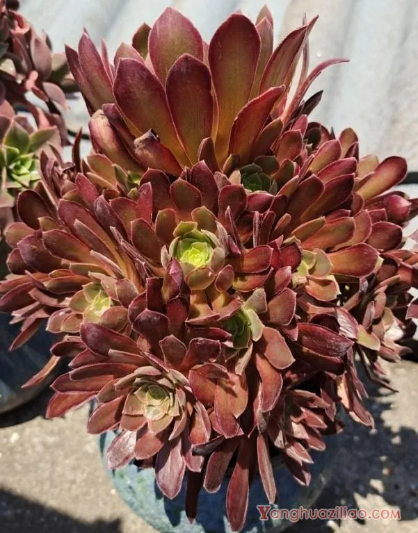 露台养多肉，你准备好了吗？