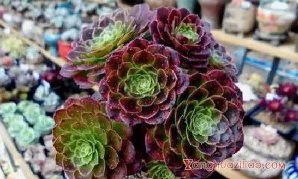 法师杆子黑腐的原因