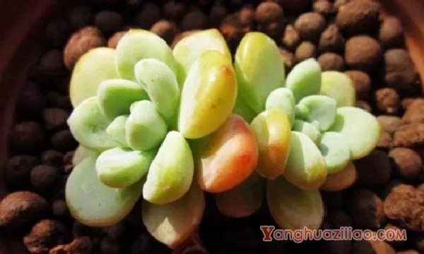 星美人有哪些杂交品种，详解6种星美人杂交品种