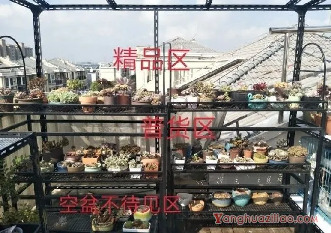 露台养多肉，你准备好了吗？