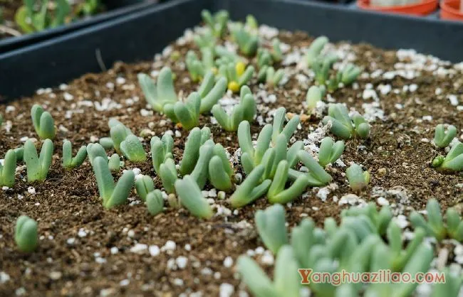 多肉插杆种植方法