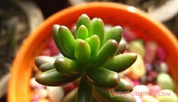 如何养多肉植物，多肉的养护技巧与繁殖方法