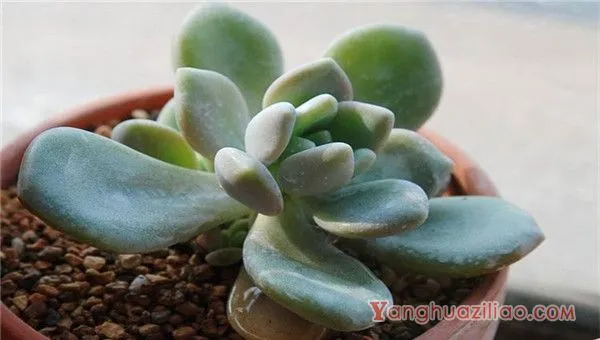 春天怎么养多肉 有哪些养殖多肉的方法 春天怎么养多肉 有哪些养殖多肉的方法