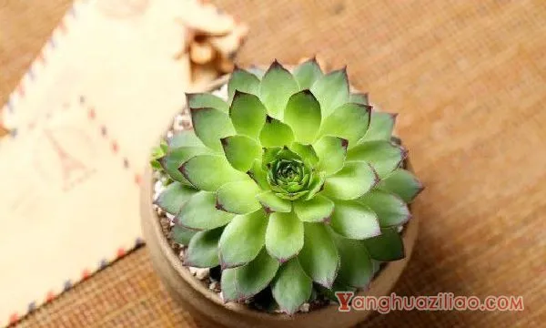 观音莲夏天的养殖方法和注意事项