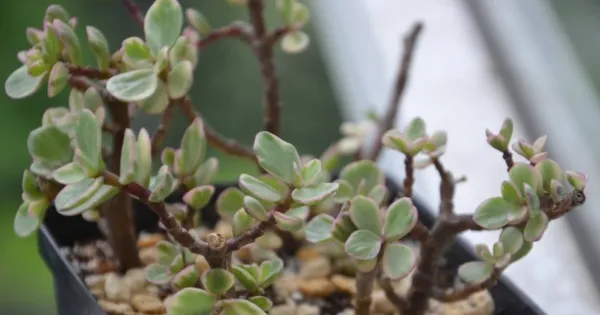 雅乐之舞怎么养成粉色,掌握以下要点是关键