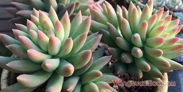 耐高温的多肉有哪些,适合暴晒的多肉 耐高温的多肉有哪些,适合暴晒的多肉