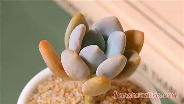 春天怎么养多肉 有哪些养殖多肉的方法 春天怎么养多肉 有哪些养殖多肉的方法