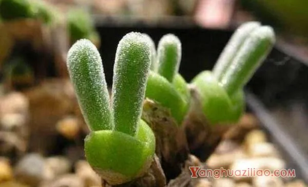 碧光环能修根换土吗,建议在每年的春季更换土壤