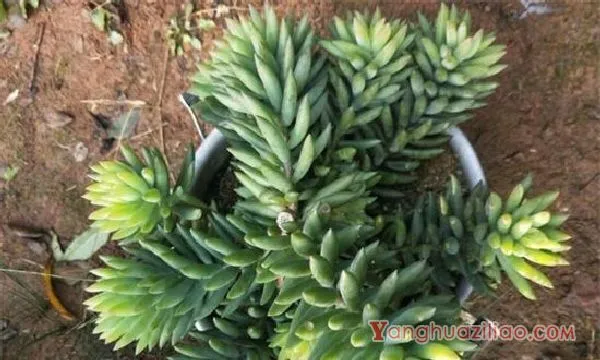 千佛手的功效与作用,可美容养颜还可供观赏