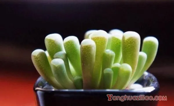 五十铃玉怎么养成彩色 五十铃玉多肉养殖方法与注意事项