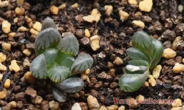 冰灯玉露怎么繁殖，冰灯玉露的繁殖方法与养护技巧
